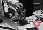 Image of infant cubs San Francisco California USA, 1933, second 51 stock footage video 65675037110
