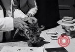 Image of infant cubs San Francisco California USA, 1933, second 52 stock footage video 65675037110