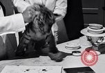 Image of infant cubs San Francisco California USA, 1933, second 53 stock footage video 65675037110