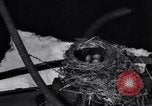 Image Robin's Nest Chicago Heights Illinois USA, 1933, de la seconde 12 séquences d'archives historiques vidéo 65675037114