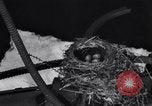 Image Robin's Nest Chicago Heights Illinois USA, 1933, de la seconde 13 séquences d'archives historiques vidéo 65675037114