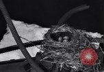Image Robin's Nest Chicago Heights Illinois USA, 1933, de la seconde 14 séquences d'archives historiques vidéo 65675037114