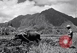 Standbild Pflügen eines Feldes mit Wasser Büffel Honolulu Hawaii USA, 1942, aus Sekunde 1 historischem Filmmaterial Videoclip 65675037119