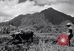 Standbild Pflügen eines Feldes mit Wasser Büffel Honolulu Hawaii USA, 1942, aus Sekunde 3 historischem Filmmaterial Videoclip 65675037119
