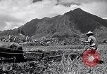 Standbild Pflügen eines Feldes mit Wasser Büffel Honolulu Hawaii USA, 1942, aus Sekunde 9 historischem Filmmaterial Videoclip 65675037119