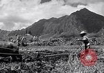 Standbild Pflügen eines Feldes mit Wasser Büffel Honolulu Hawaii USA, 1942, aus Sekunde 11 historischem Filmmaterial Videoclip 65675037119