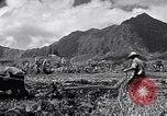Standbild Pflügen eines Feldes mit Wasser Büffel Honolulu Hawaii USA, 1942, aus Sekunde 12 historischem Filmmaterial Videoclip 65675037119