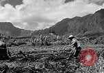 Standbild Pflügen eines Feldes mit Wasser Büffel Honolulu Hawaii USA, 1942, aus Sekunde 15 historischem Filmmaterial Videoclip 65675037119