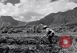Standbild Pflügen eines Feldes mit Wasser Büffel Honolulu Hawaii USA, 1942, aus Sekunde 16 historischem Filmmaterial Videoclip 65675037119