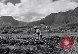 Standbild Pflügen eines Feldes mit Wasser Büffel Honolulu Hawaii USA, 1942, aus Sekunde 17 historischem Filmmaterial Videoclip 65675037119
