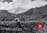 Standbild Pflügen eines Feldes mit Wasser Büffel Honolulu Hawaii USA, 1942, aus Sekunde 18 historischem Filmmaterial Videoclip 65675037119