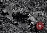 Standbild Pflügen eines Feldes mit Wasser Büffel Honolulu Hawaii USA, 1942, aus Sekunde 21 historischem Filmmaterial Videoclip 65675037119