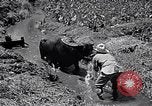 Standbild Pflügen eines Feldes mit Wasser Büffel Honolulu Hawaii USA, 1942, aus Sekunde 26 historischem Filmmaterial Videoclip 65675037119