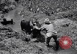Standbild Pflügen eines Feldes mit Wasser Büffel Honolulu Hawaii USA, 1942, aus Sekunde 28 historischem Filmmaterial Videoclip 65675037119