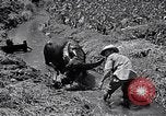 Standbild Pflügen eines Feldes mit Wasser Büffel Honolulu Hawaii USA, 1942, aus Sekunde 30 historischem Filmmaterial Videoclip 65675037119