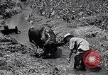 Standbild Pflügen eines Feldes mit Wasser Büffel Honolulu Hawaii USA, 1942, aus Sekunde 31 historischem Filmmaterial Videoclip 65675037119