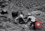Standbild Pflügen eines Feldes mit Wasser Büffel Honolulu Hawaii USA, 1942, aus Sekunde 33 historischem Filmmaterial Videoclip 65675037119