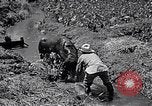 Standbild Pflügen eines Feldes mit Wasser Büffel Honolulu Hawaii USA, 1942, aus Sekunde 35 historischem Filmmaterial Videoclip 65675037119