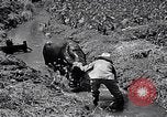 Standbild Pflügen eines Feldes mit Wasser Büffel Honolulu Hawaii USA, 1942, aus Sekunde 38 historischem Filmmaterial Videoclip 65675037119