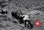 Standbild Pflügen eines Feldes mit Wasser Büffel Honolulu Hawaii USA, 1942, aus Sekunde 39 historischem Filmmaterial Videoclip 65675037119