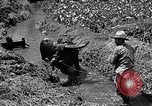 Standbild Pflügen eines Feldes mit Wasser Büffel Honolulu Hawaii USA, 1942, aus Sekunde 40 historischem Filmmaterial Videoclip 65675037119