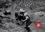 Standbild Pflügen eines Feldes mit Wasser Büffel Honolulu Hawaii USA, 1942, aus Sekunde 43 historischem Filmmaterial Videoclip 65675037119