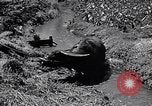 Standbild Pflügen eines Feldes mit Wasser Büffel Honolulu Hawaii USA, 1942, aus Sekunde 47 historischem Filmmaterial Videoclip 65675037119