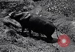 Standbild Pflügen eines Feldes mit Wasser Büffel Honolulu Hawaii USA, 1942, aus Sekunde 51 historischem Filmmaterial Videoclip 65675037119