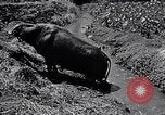 Standbild Pflügen eines Feldes mit Wasser Büffel Honolulu Hawaii USA, 1942, aus Sekunde 52 historischem Filmmaterial Videoclip 65675037119