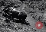 Standbild Pflügen eines Feldes mit Wasser Büffel Honolulu Hawaii USA, 1942, aus Sekunde 53 historischem Filmmaterial Videoclip 65675037119
