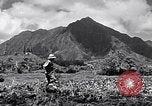 Standbild Pflügen eines Feldes mit Wasser Büffel Honolulu Hawaii USA, 1942, aus Sekunde 54 historischem Filmmaterial Videoclip 65675037119