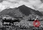 Standbild Pflügen eines Feldes mit Wasser Büffel Honolulu Hawaii USA, 1942, aus Sekunde 57 historischem Filmmaterial Videoclip 65675037119