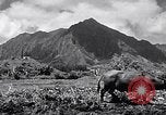 Standbild Pflügen eines Feldes mit Wasser Büffel Honolulu Hawaii USA, 1942, aus Sekunde 60 historischem Filmmaterial Videoclip 65675037119