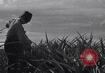 Immagine di Case e palazzo del governo Honolulu Hawaii USA, 1942, secondo 53 filmato di repertorio 65675037123