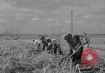 Standbild farm Hände hacken Kulturen unter Aufsicht Honolulu Hawaii USA, 1942, aus Sekunde 41 historischem Filmmaterial Videoclip 65675037127