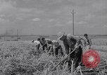 Standbild farm Hände hacken Kulturen unter Aufsicht Honolulu Hawaii USA, 1942, aus Sekunde 42 historischem Filmmaterial Videoclip 65675037127