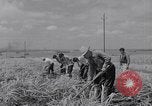 Standbild farm Hände hacken Kulturen unter Aufsicht Honolulu Hawaii USA, 1942, aus Sekunde 43 historischem Filmmaterial Videoclip 65675037127