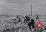 Standbild farm Hände hacken Kulturen unter Aufsicht Honolulu Hawaii USA, 1942, aus Sekunde 44 historischem Filmmaterial Videoclip 65675037127