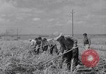 Standbild farm Hände hacken Kulturen unter Aufsicht Honolulu Hawaii USA, 1942, aus Sekunde 45 historischem Filmmaterial Videoclip 65675037127