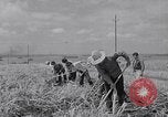 Standbild farm Hände hacken Kulturen unter Aufsicht Honolulu Hawaii USA, 1942, aus Sekunde 46 historischem Filmmaterial Videoclip 65675037127