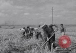 Standbild farm Hände hacken Kulturen unter Aufsicht Honolulu Hawaii USA, 1942, aus Sekunde 47 historischem Filmmaterial Videoclip 65675037127