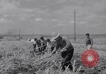 Standbild farm Hände hacken Kulturen unter Aufsicht Honolulu Hawaii USA, 1942, aus Sekunde 48 historischem Filmmaterial Videoclip 65675037127