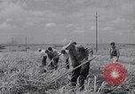 Standbild farm Hände hacken Kulturen unter Aufsicht Honolulu Hawaii USA, 1942, aus Sekunde 49 historischem Filmmaterial Videoclip 65675037127