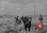 Standbild farm Hände hacken Kulturen unter Aufsicht Honolulu Hawaii USA, 1942, aus Sekunde 51 historischem Filmmaterial Videoclip 65675037127