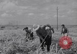 Standbild farm Hände hacken Kulturen unter Aufsicht Honolulu Hawaii USA, 1942, aus Sekunde 52 historischem Filmmaterial Videoclip 65675037127