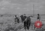Standbild farm Hände hacken Kulturen unter Aufsicht Honolulu Hawaii USA, 1942, aus Sekunde 53 historischem Filmmaterial Videoclip 65675037127