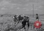 Standbild farm Hände hacken Kulturen unter Aufsicht Honolulu Hawaii USA, 1942, aus Sekunde 54 historischem Filmmaterial Videoclip 65675037127