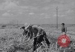 Standbild farm Hände hacken Kulturen unter Aufsicht Honolulu Hawaii USA, 1942, aus Sekunde 55 historischem Filmmaterial Videoclip 65675037127