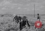 Standbild farm Hände hacken Kulturen unter Aufsicht Honolulu Hawaii USA, 1942, aus Sekunde 56 historischem Filmmaterial Videoclip 65675037127