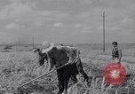 Standbild farm Hände hacken Kulturen unter Aufsicht Honolulu Hawaii USA, 1942, aus Sekunde 57 historischem Filmmaterial Videoclip 65675037127